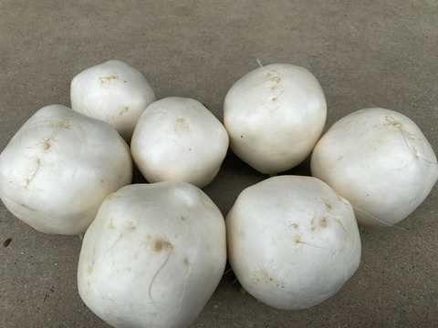 【訳あり】【朝採れたて】京都産サラダ・ラティーナ（サラダカブ）3.0kg　（15～20個）