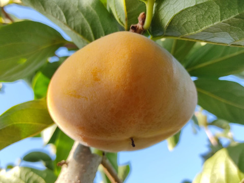 上品な舌触り＊たねなし柿＊【秀品】白紫箱・のし対応