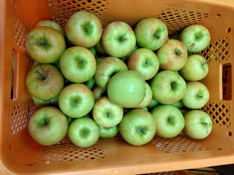 すぐ発送！希少品種　グラニースミス箱込10.5キロ　家庭用訳あり　農薬半減栽培で安心安全！