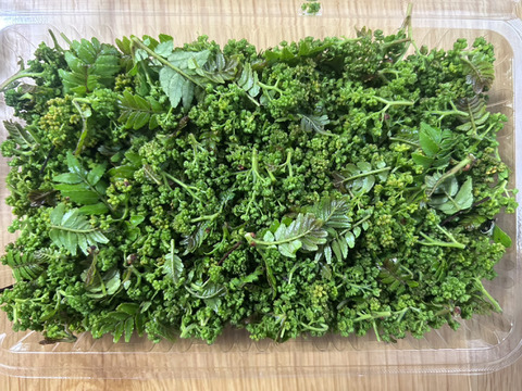 【春の香り】花山椒/はなさんしょう/天然/高級山菜/100g【4/8~4/10発送】【冷蔵便】