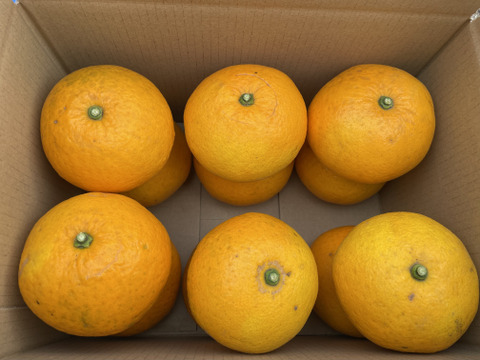 ハッサク(八朔)　（糖度11当農園測定値）箱込み.5㎏以上　２Lから４Lサイズ（300ｇ～450ｇ）【農薬化学肥料不使用】