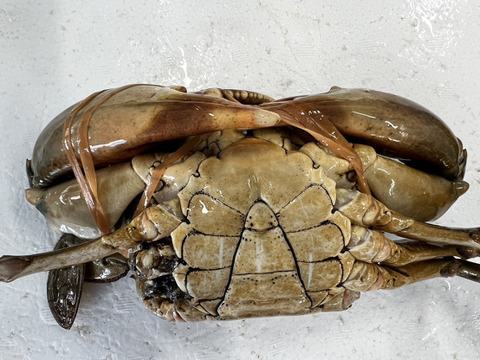 【１個だけ限定商品】30％値引きしました。🦀ノコギリガザミ　ドウマンガニ のこぎりがざみ 急速冷凍品 約1290g オス2杯 冷凍蟹 冷凍カニ かに 宮城県松島湾産　0924-3