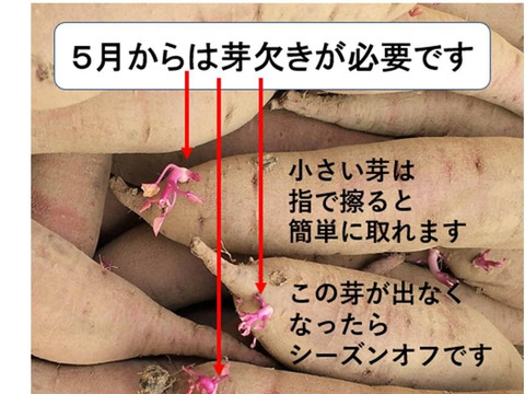さつまいも（紅はるか）長期間地下室熟成で甘い大分県産　Mサイズ７ｋｇ＋焼芋ジャムのオマケ