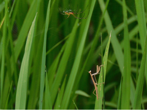 【令和７年新米予約】希少な在来種&自然栽培米「旭」玄米（５kg）