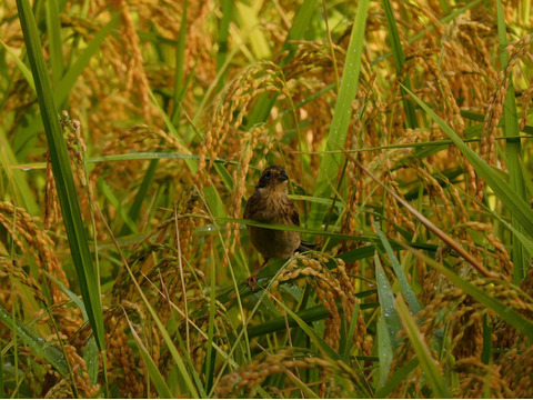 【令和７年新米予約】希少な在来種&自然栽培米「旭」玄米（５kg）