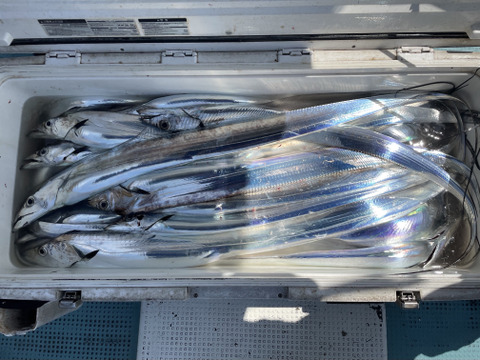 釣りたてピカピカ✨太刀魚　冷凍真空パック　8枚セット