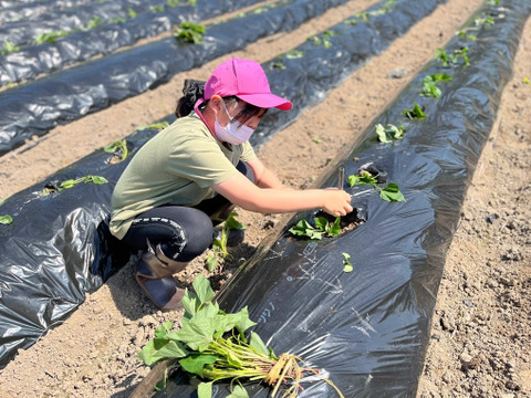 【専用貯蔵庫にて1か月熟成糖度アップ済】規格外大容量3㎏！ミニミニさつまいもだけど甘さはとびっきり！皮ごと丸ごとパクッといっちゃって！