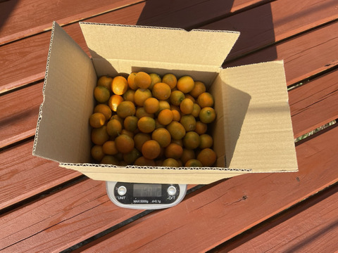 食べごろ！世界自然遺産『屋久島』のキンカン1.5kg