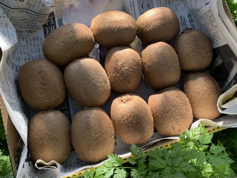 コロナ対策応援価格!極美味キウイフルーツ 梅 箱無し 1kg(約8〜16個)