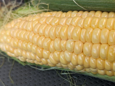 １４本🌽黄色とうもろこし