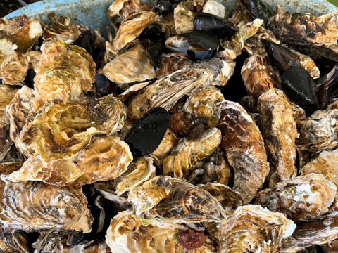 5kg 海から水揚げしたままの牡蠣【要説明確認】生食用 ムール貝 アカザラガイ 手間のかかる牡蠣です 生牡蠣 牡蛎 kaki oyster 松島牡蠣屋 かき カキ 半分程度は不要なゴミが出ます BBQ