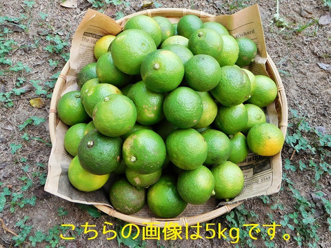 【自然栽培】大分県特産「かぼす」3kg（小さいものやキズ等で見た目が良く無い物も含む無選別品）