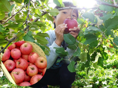 【すぐ出荷OK】葉とらずサンふじ　家庭用B品　3キロ箱（3.2キロぐらい入ります）　JA基準より60％減の低農薬栽培