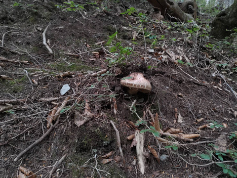 【秋の味覚の王様】松茸/マツタケ/まつたけ/純国産/ほぼつぼみ/202g【特上】【最短当日発送】