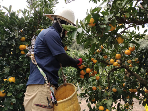 『静岡のみかん』５キロ　品種は片山です。静岡の温暖な気候の中で太陽をたっぷり浴びて育ちました。（ミカン）