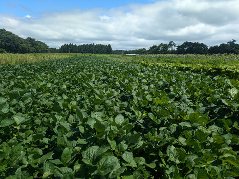 やみつきになる枝豆 品種お任せ1.2kg【農薬・化学肥料不使用】