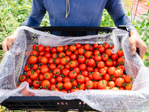 濃い旨味！北海道壮瞥町産中玉トマト　ラビットゴッホ約4.7kg