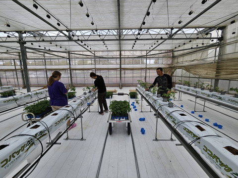 トマト好きが作ったあきずに毎日食べたいミニトマト１Kg