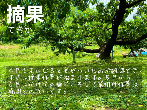【9/5締切！】ラスト20セット！【２箱セット】【家庭用】【黄金桃】今シーズン最後にトロピカルな桃を！　小箱 ３～６玉