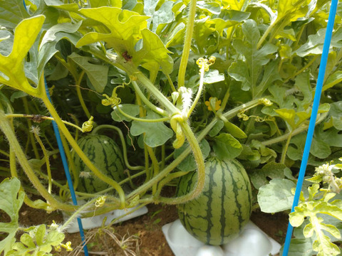 皮のふちまでシャリシャリ甘い！にしまるスイカ(小玉西瓜)　２玉入り(約４kg以上)