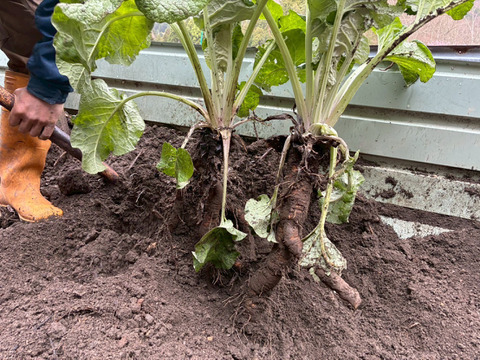 【京都美山】田歌の周年ごぼう　1kg