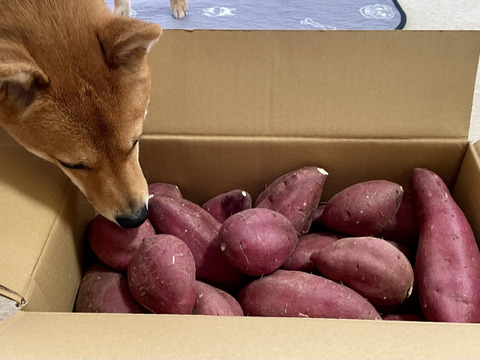 令和7年産定温貯蔵で熟成しました!!　甘くてしっとり♡　阿蘇小国のシルクスイート（４ｋｇ）