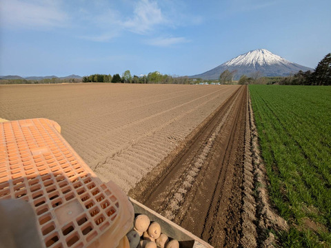 《北海道生まれ♩》きたかむいL.2Lサイズ3kg