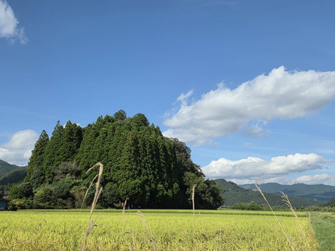 ⭐新米⭐ くまさんの輝き 玄米10キロ【令和8年 熊本県相良村産