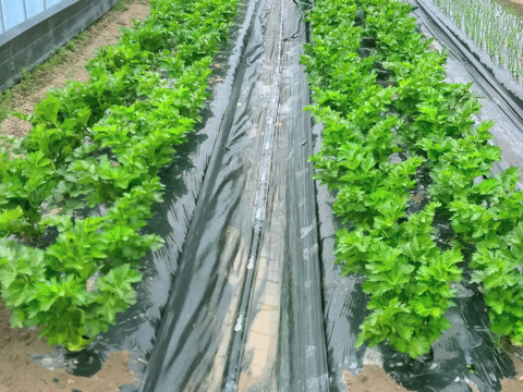 《絶品》豆乳で育ったセロリ1株　5株まで同梱可