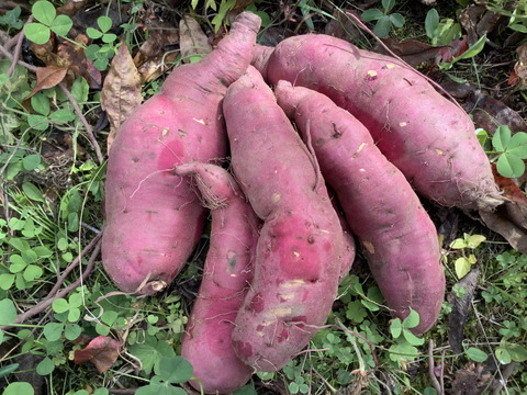 🍠さつまいも　紅あずま🍠　２kg❗️