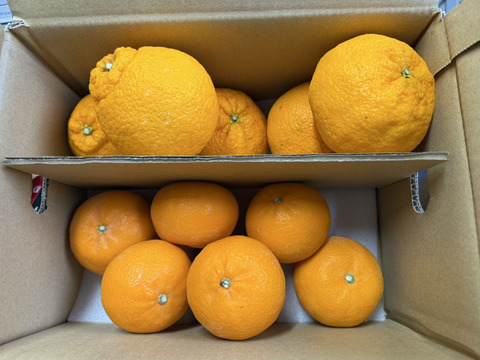 【母の日ギフト】せとか×デコ 食べ比べセット3kg｜春限定・贈って喜ばれる柑橘ギフト