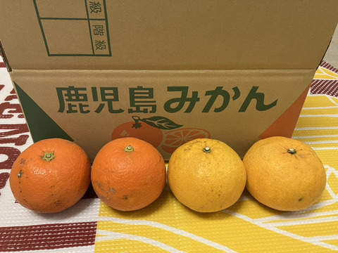 鹿児島県産「甘夏みかんと橙の詰め合わせ」10㎏