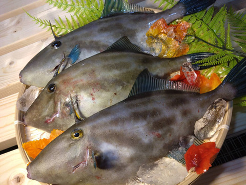 【未来丸厳選】天然ウマヅラハギ 大型3匹セット【１匹あたり400ｇ以上のもの】