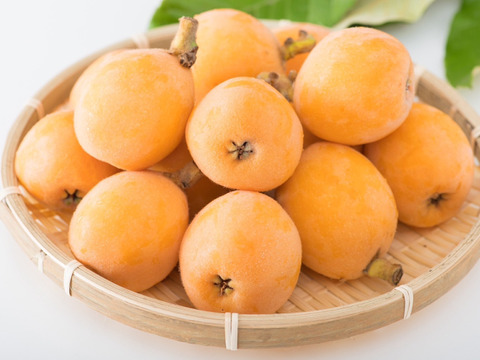 【樹上完熟】南国土佐 完熟びわ ２Ｌサイズ８玉 農薬不使用 自然栽培 四万十産