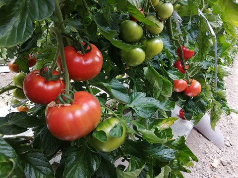 【高糖度】甘くて贅沢なフルーツトマト！約1キロ