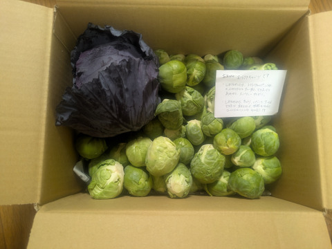 【食べチョクアワード2025入賞】
ともちゃんの芽キャベツ　１ｋｇ