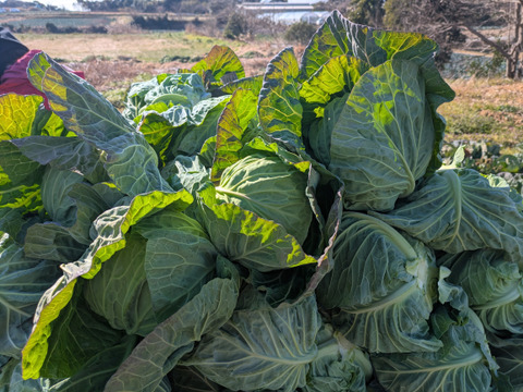 🟣紫キャベツ🌊海風🌊春キャベツ
