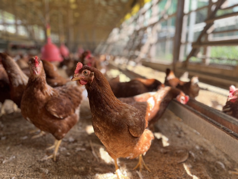 🎁【冬ギフト】🎁 冬のご挨拶に⛄️【あかねの虜】Lサイズ（40個入り） 28歳2児の母がプロデュースした話題の卵【お歳暮・お年賀など熨斗対応可能👌】※ご希望の場合は特記事項へご記入ください