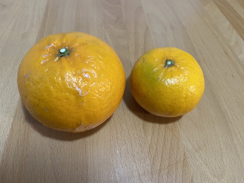 家庭用 5キロ はれひめ 愛媛県 みかん はれひめ 訳あり 大きさおまかせ 5kg 愛媛県産 JAえひめ中央