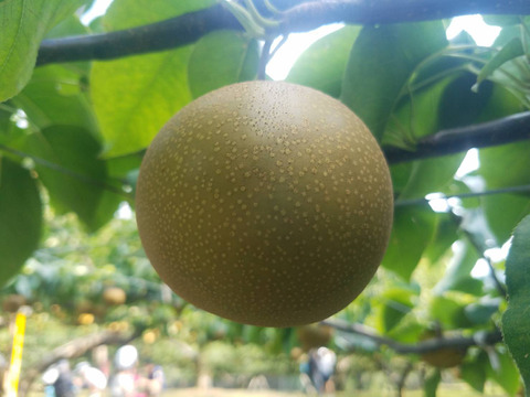 【ご家庭用】甘くてフレッシュ!豊水梨 約3kg(5〜8玉)