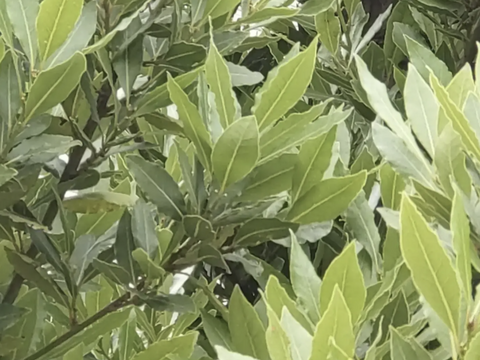 ローリエ月桂樹の生葉または乾燥葉 30枚🌿ハーブ🌿オーガンジーの袋入り♪ シチュー等のお料理に ハーブティーに お風呂に リースやスワッグの材料に☆自然栽培🏣ゆうパック