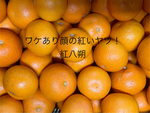 子供も喜ぶ大人の味！和歌山八朔　L&2L中心に3L~M混載約5kg