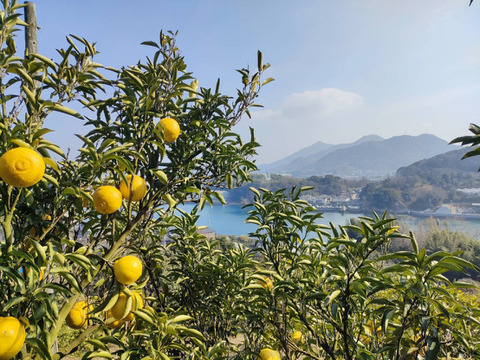 【2kg箱】まるで自然が作ったキャンディー！味も見た目も可愛い【はるか】