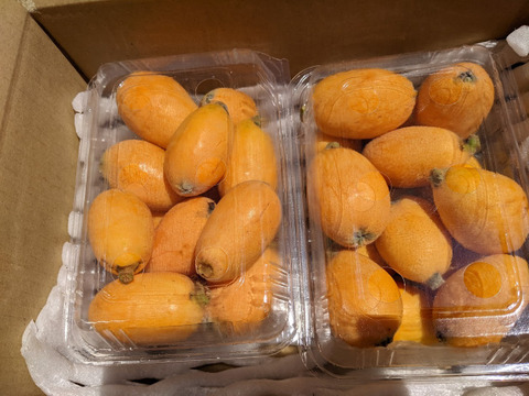 🍋枇杷、普通Mサイズ（大きさ不揃い）  数量４０個