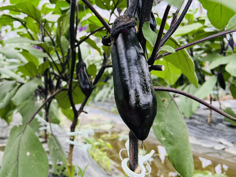 有機の野菜(ズッキーニ・白ナス・筑陽ナス各1kg)の3kgセット✨【周防 