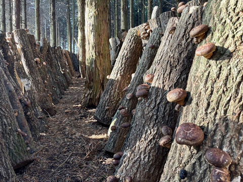 【自然栽培】約900g 原木栽培 生しいたけ 原木しいたけ