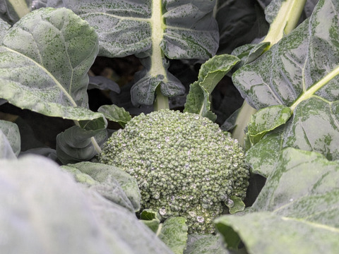 ともちゃんのブロッコリー５本