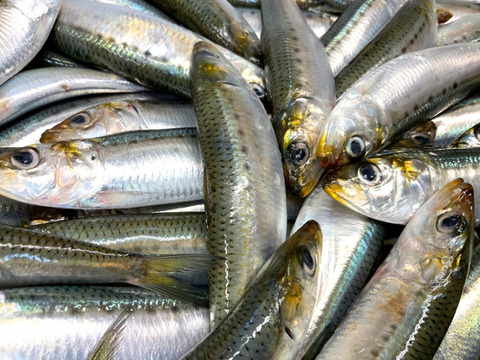 【2週間の奇跡】宝鰯/体脂肪質20～30％/小羽10匹×/330~400g【冷凍】