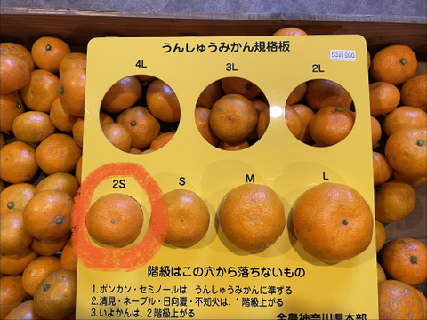 [訳あり]果皮も果肉やわらかジューシー甘味と程よい酸味の早生みかんサイズS S５㎏