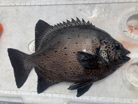 【活き締め】究極のイシガキダイ。2kg